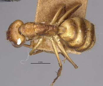 Media type: image;   Entomology 21466 Aspect: habitus dorsal view